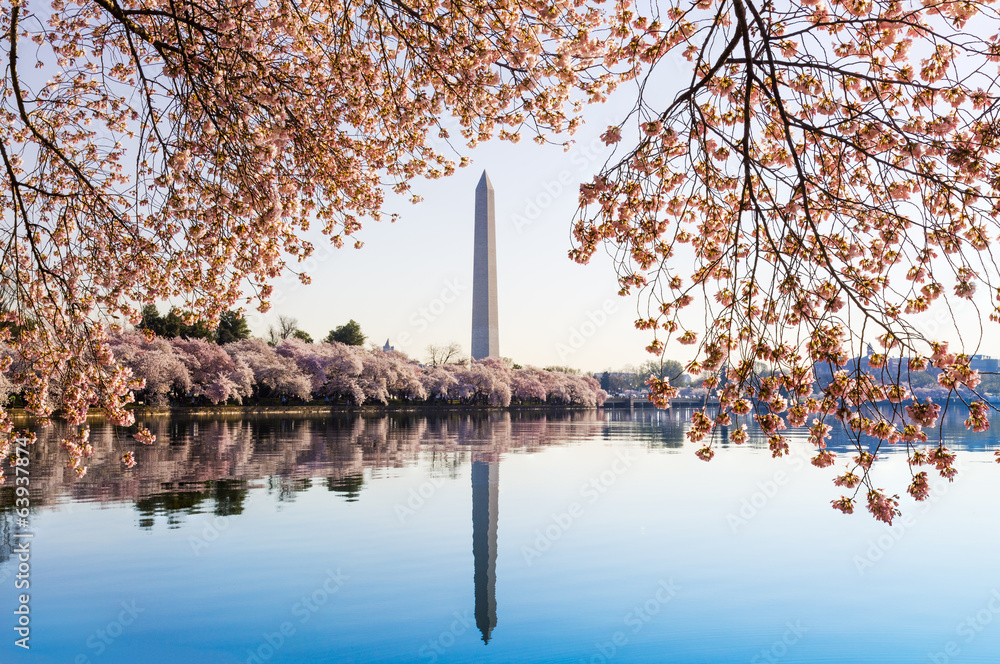 Fototapeta premium Washington Monument towers above blossoms