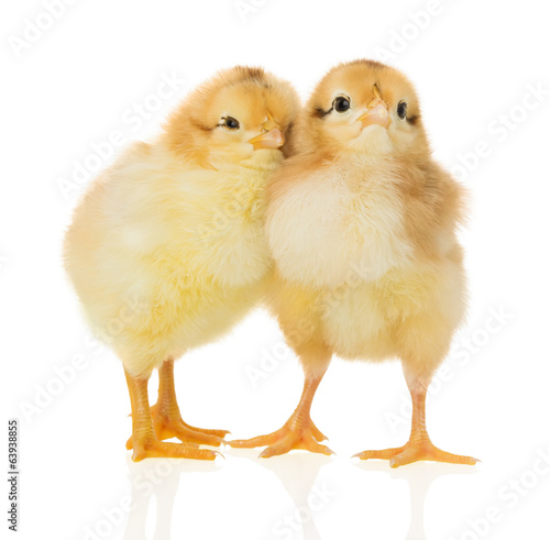 chickens on the white background