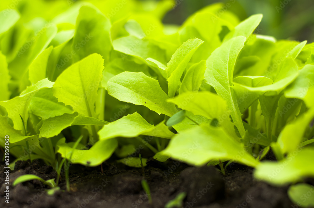 Obraz premium Young Green Lettuce Salad in Greenhouse