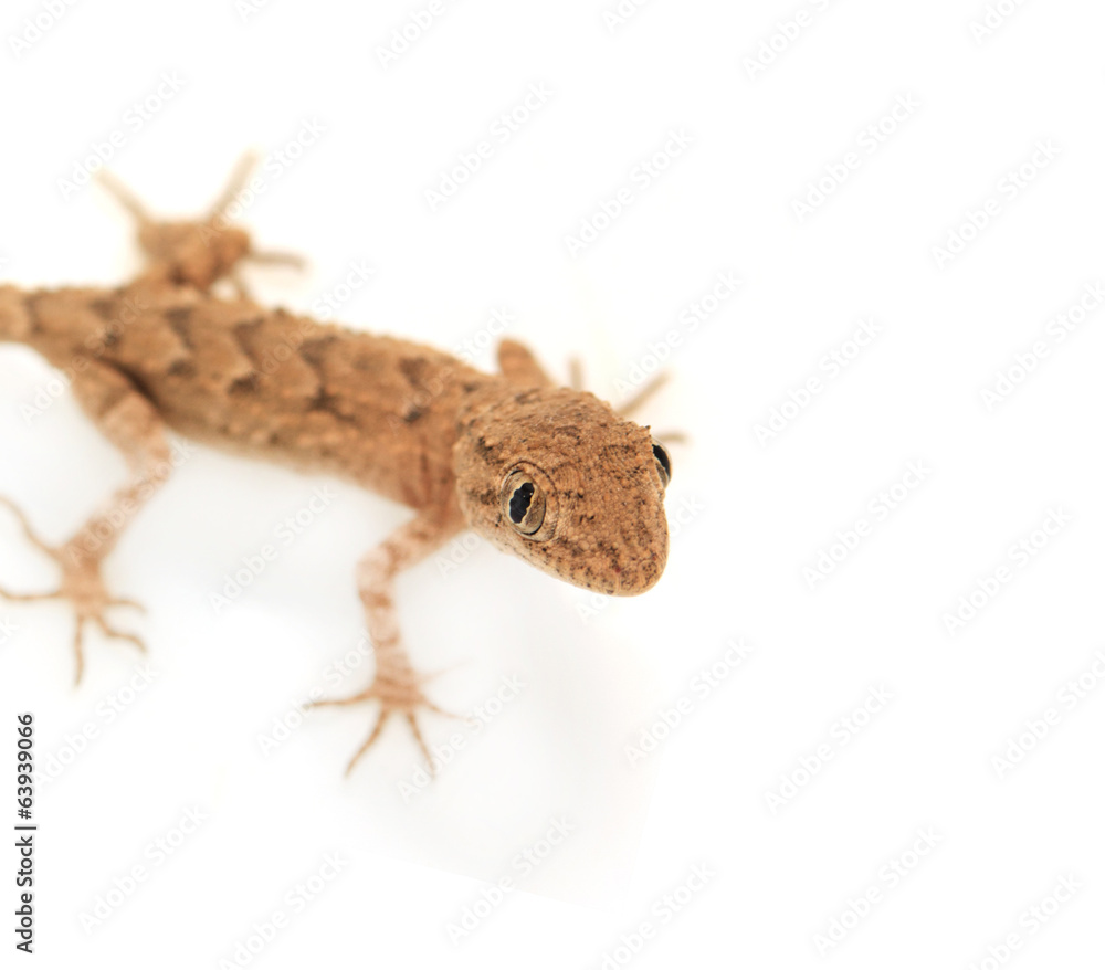 Naklejka premium brown spotted gecko reptile isolated on white, view from above