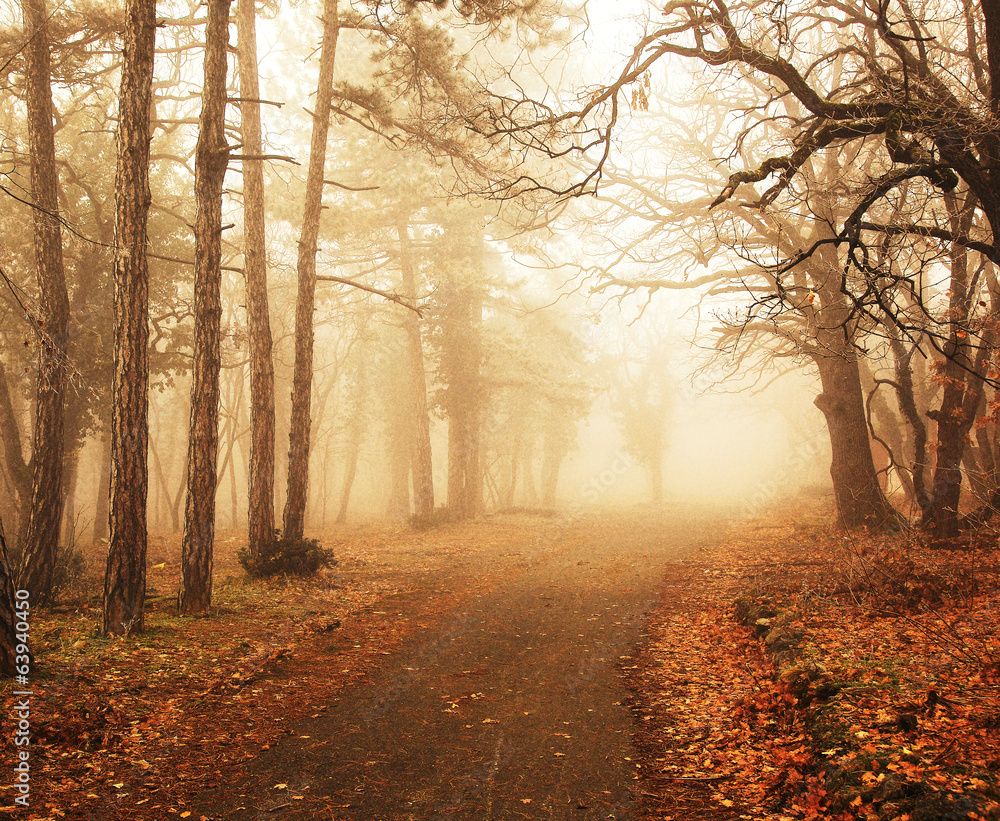 Misty forest in autumn with trees