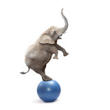 African elephant elephant balancing on a ball.
