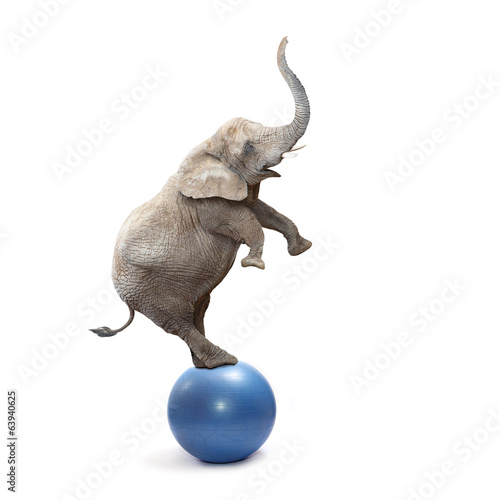 African elephant elephant balancing on a ball.