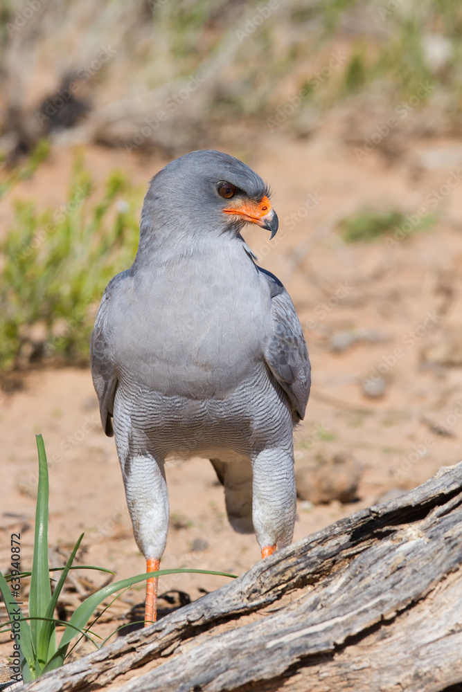 Fototapeta premium Pale Chanting Goshawk feeding on red sand dune among dry grass i