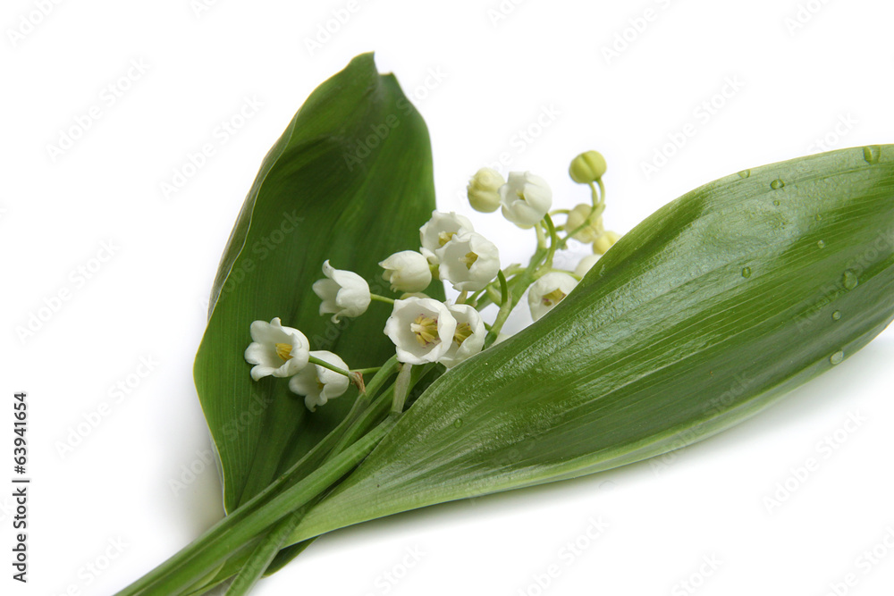 Obraz premium Muguet