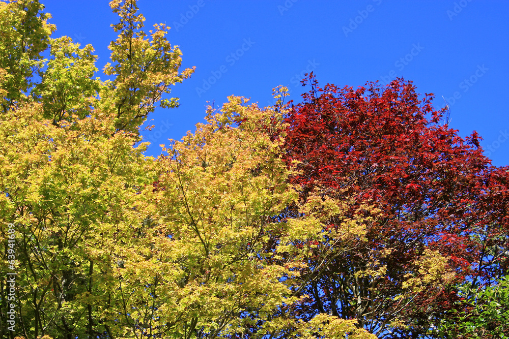 Fototapeta premium trees in summer