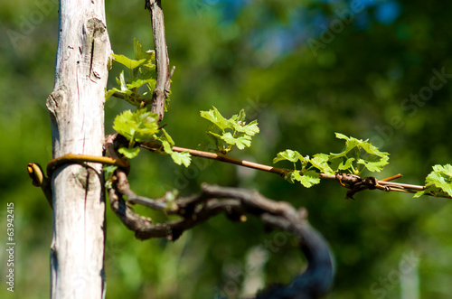 Grape plant in spring