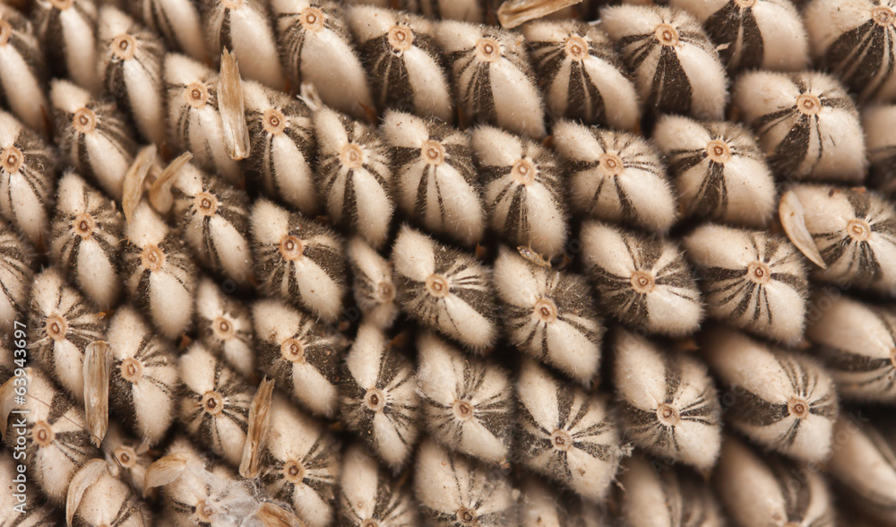 Fototapeta premium Sunflower seed pattern