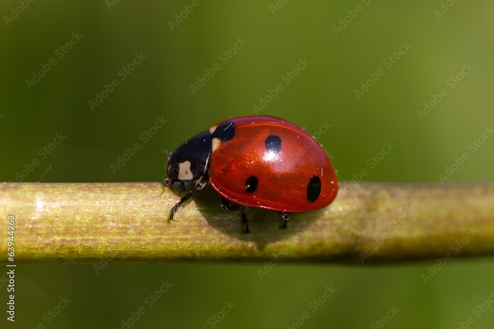 Naklejka premium Marienkäfer