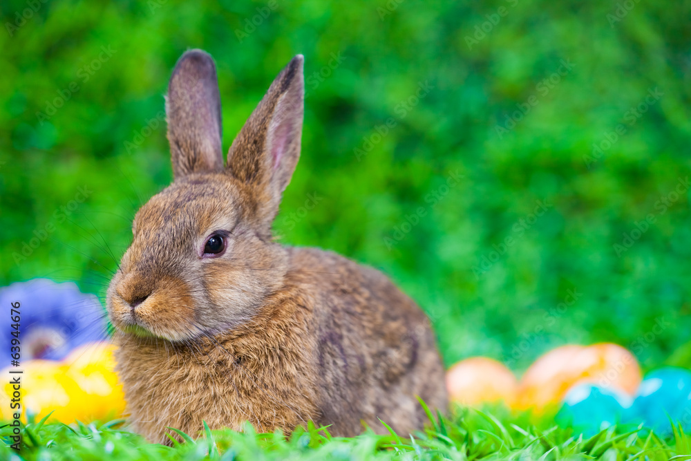 Fototapeta premium Easter