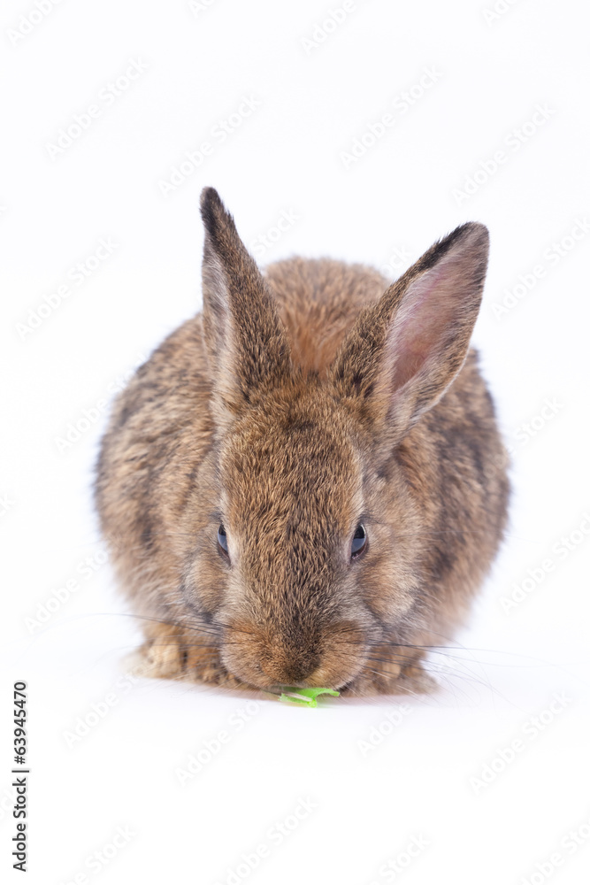 Obraz premium Easter