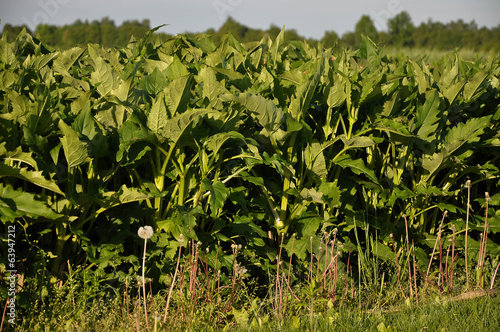 Durchwachsene Silphie photo