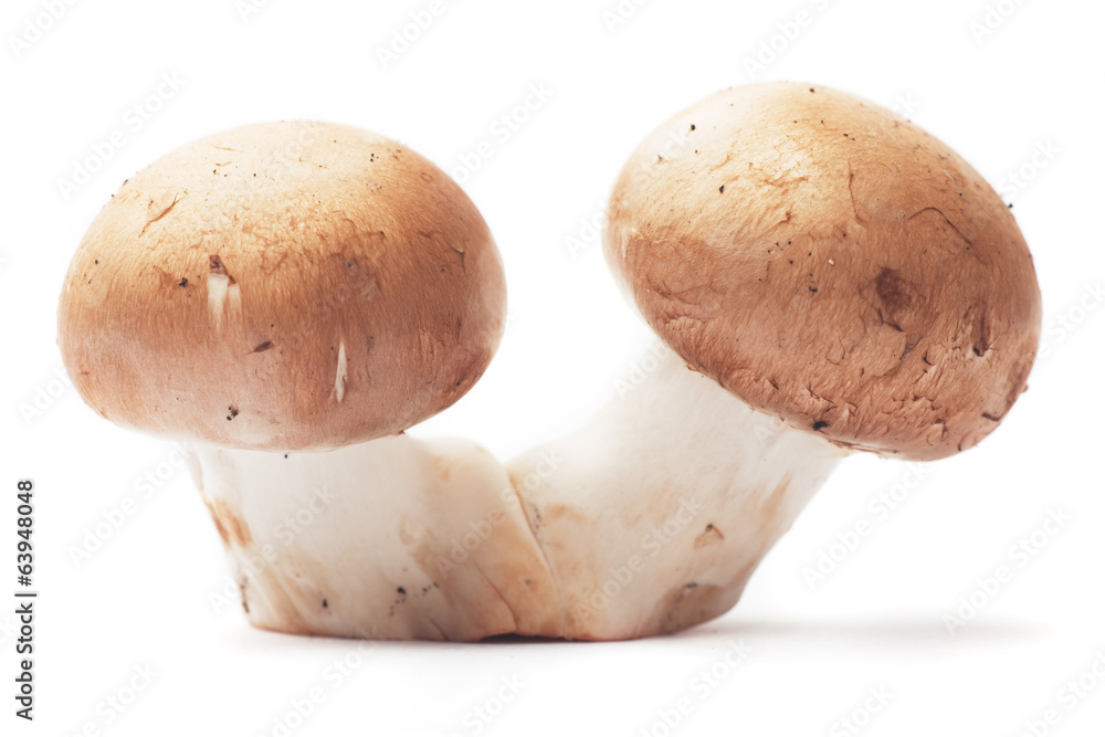 Two mushrooms on white background Two mushrooms on white background
