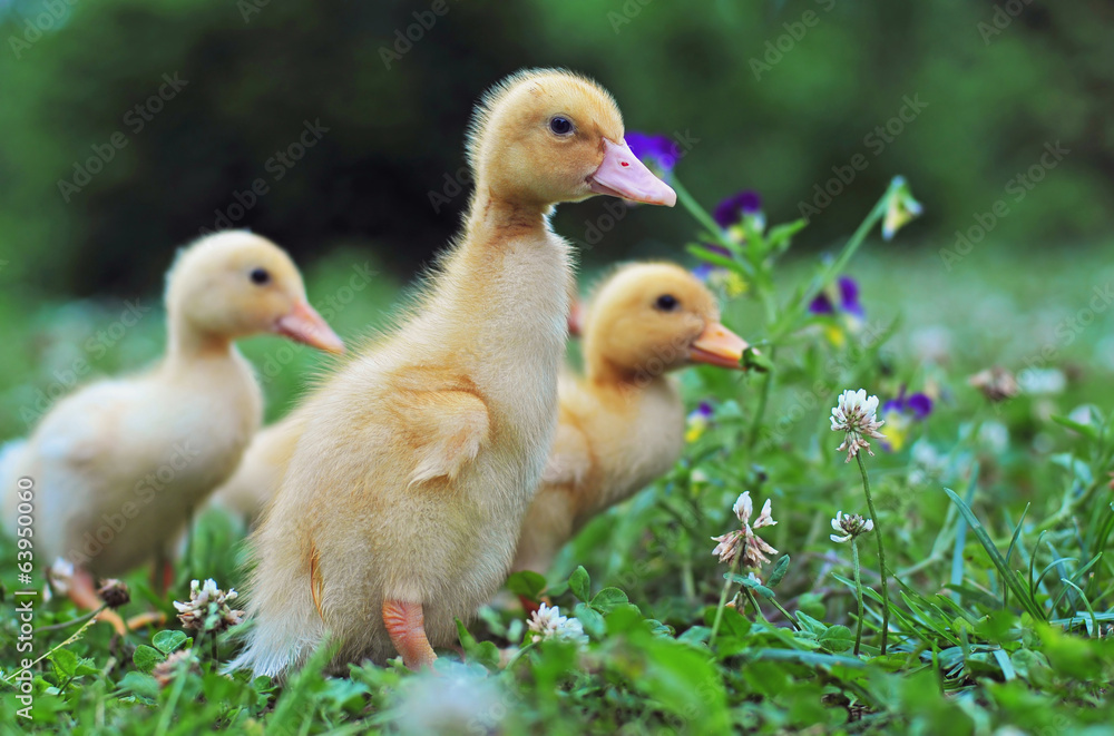 Young ducks