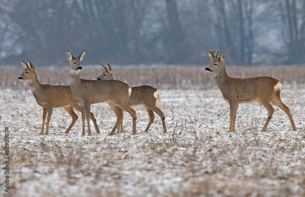 Roe deer Roe deer