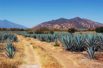 Sierkussen Mexico Agavevelden landschap Tequila Mexico  © jcfotografo