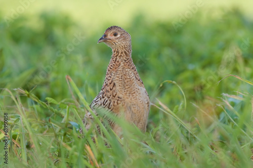 Pheasant - female © Soru Epotok