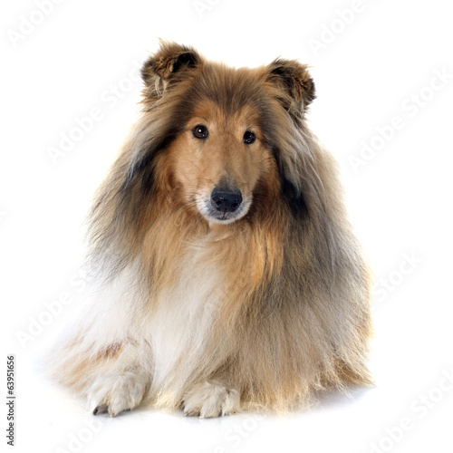 Fototapeta Naklejka Na Ścianę i Meble -  rough collie