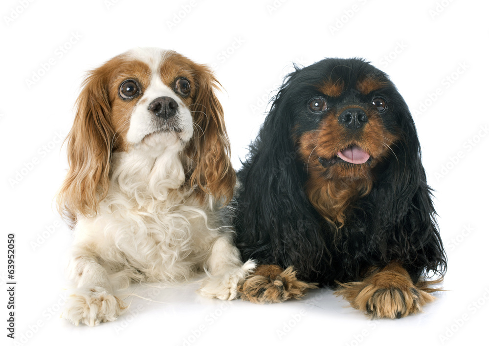 two cavalier king charles two cavalier king charles