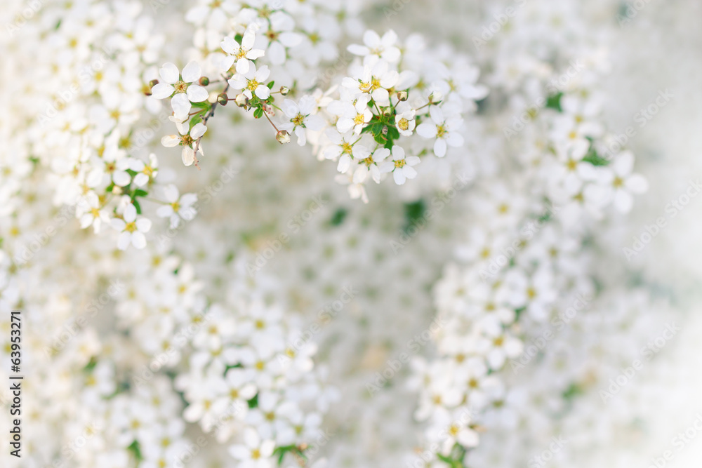 Blooming white blossoms resembling a heart shape Blooming white blossoms resembling a heart shape