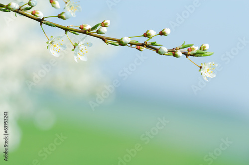 Blooming tree branch with blurred background