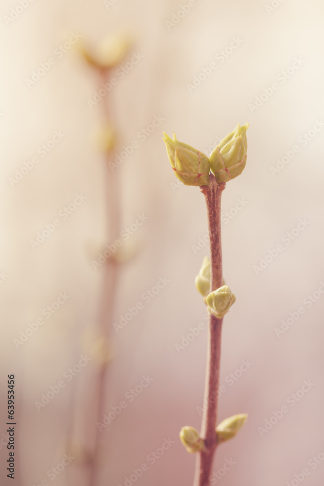 first spring buds on lilac bush first spring buds on lilac bush