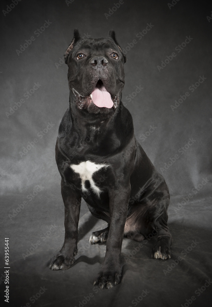 Cane Corso Cane Corso