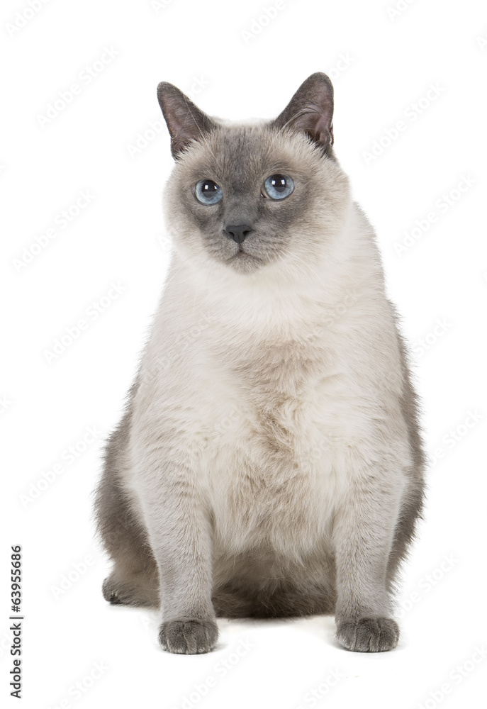 Siamese cat Siamese cat