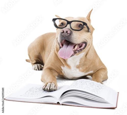 pitbull in glasses