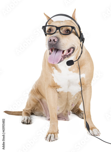 pitbull in glasses