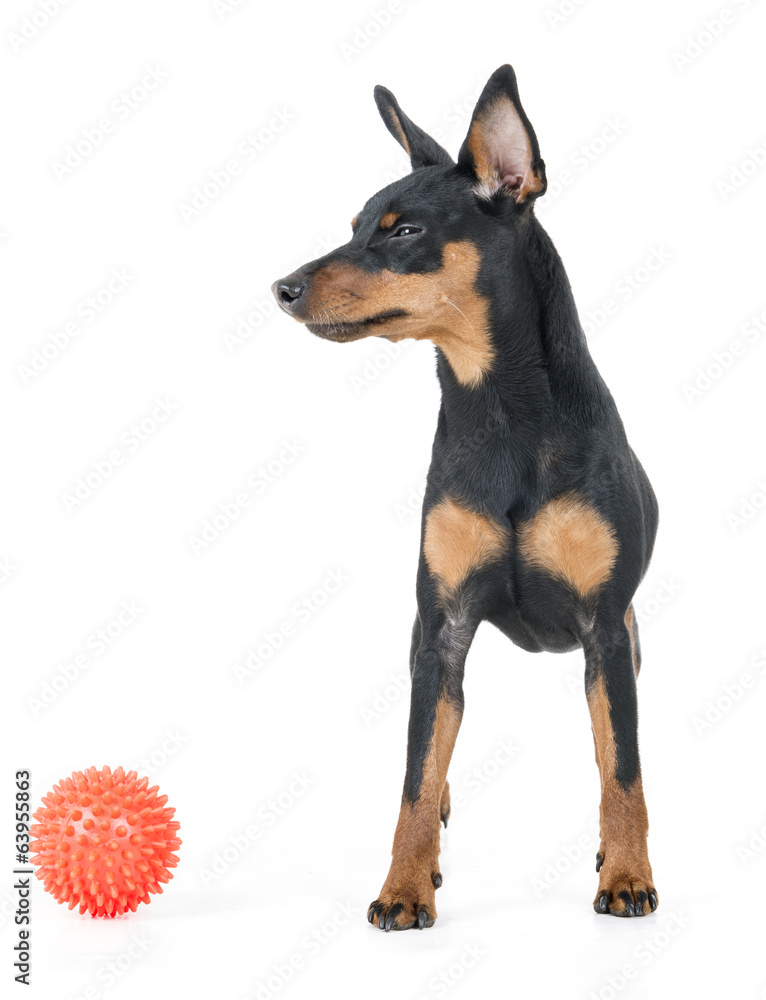miniature pinscher miniature pinscher