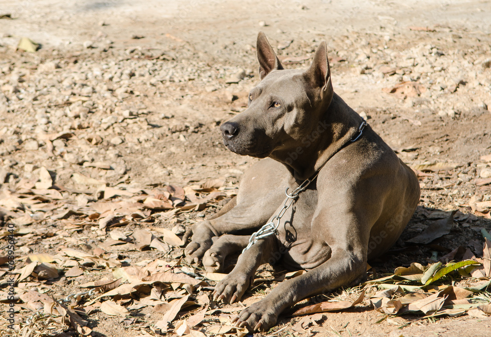grey thai ridgeback dog grey thai ridgeback dog