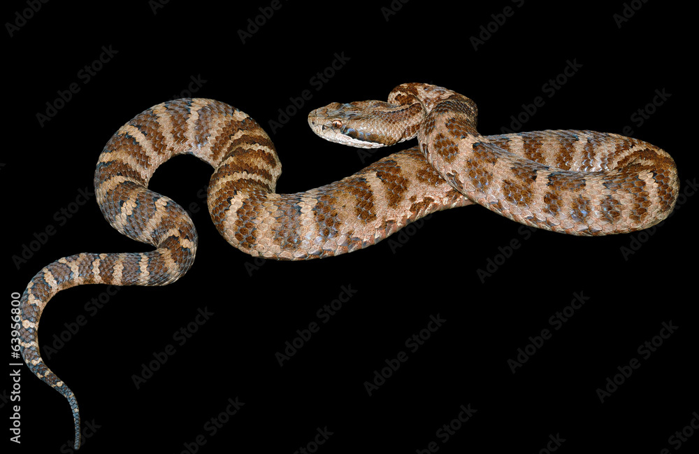 Obraz premium Snake (Agkistrodon saxatilis) 12