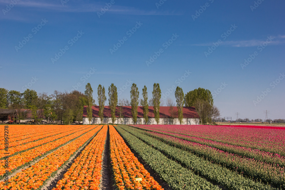 Orange and pink tulip field and a farm