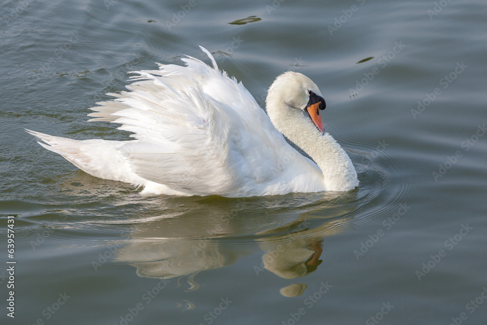 Fototapeta premium White swan spread feather on River