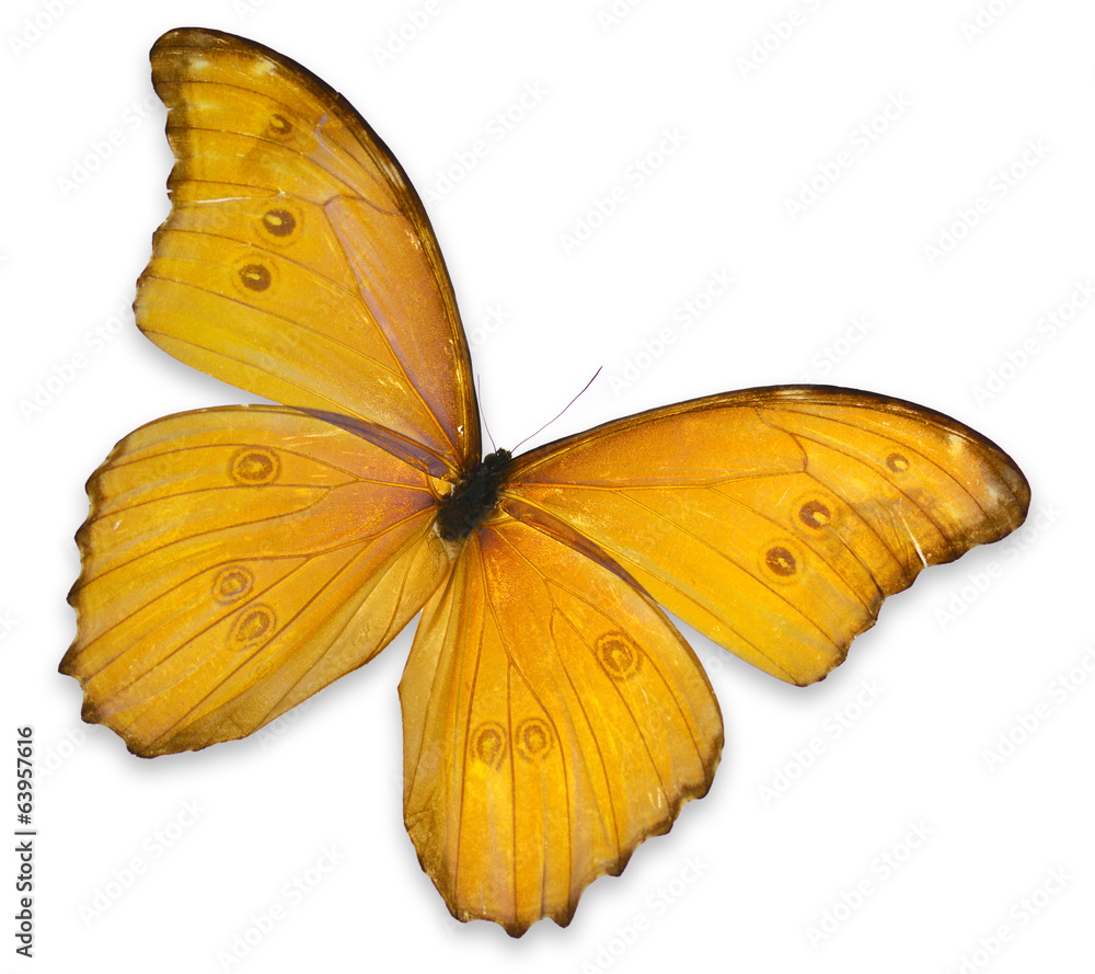 Fototapeta premium Yellow butterfly