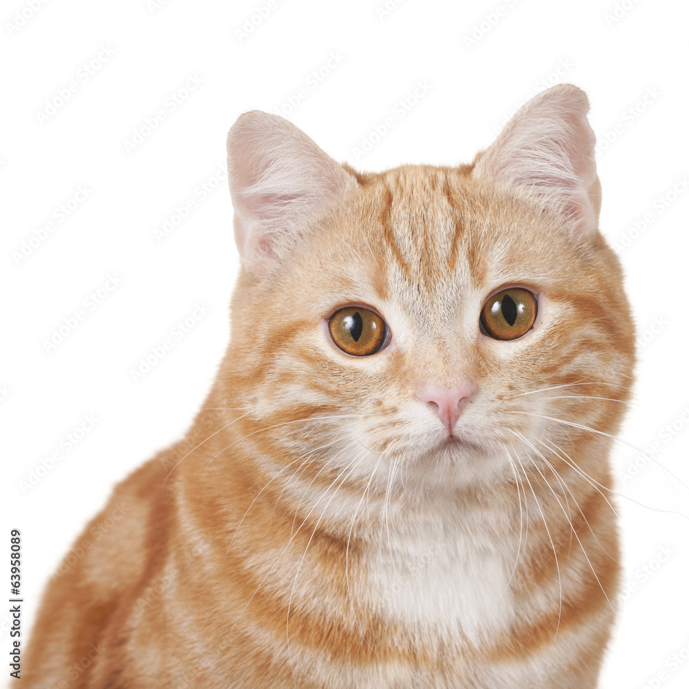 Obraz premium Rote Hauskatze schaut in die Kamera - Nahaufnahme