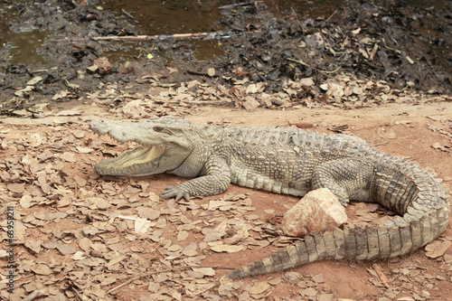 Crocodile in the nature - on the ground. © seagames50
