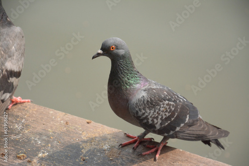 pigeons stand on wood floor ,Thailand 