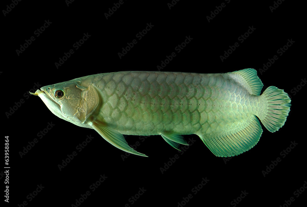 Fototapeta premium arowana fish on black background