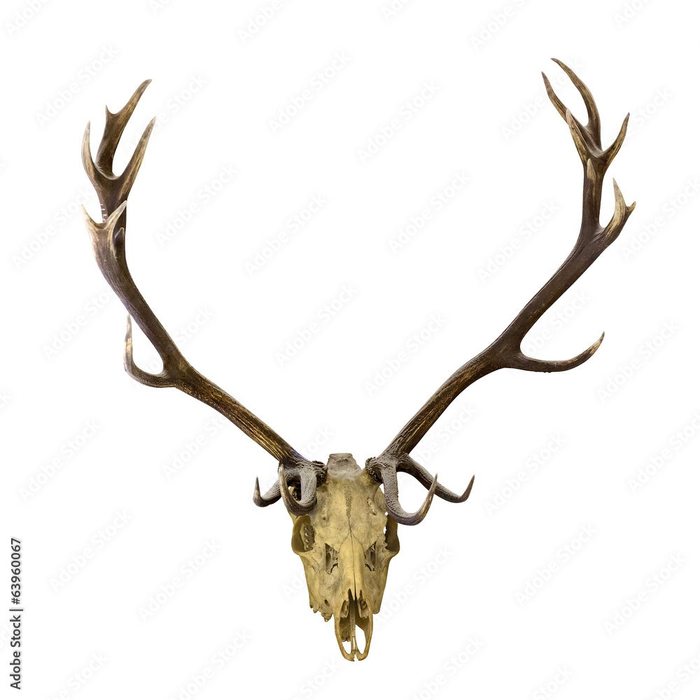Obraz deer dark antlers with skull on white