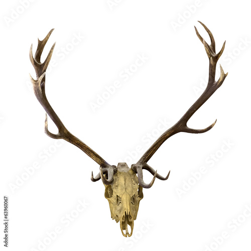 deer dark antlers with skull on white