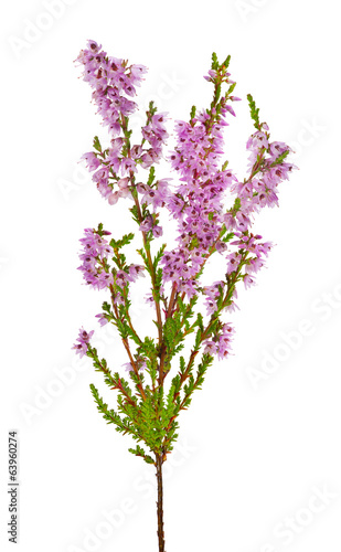 blossoming pink heather branch isolated on white