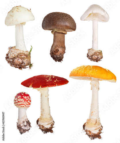 set of poisonous fly agaric mushrooms isolated on white