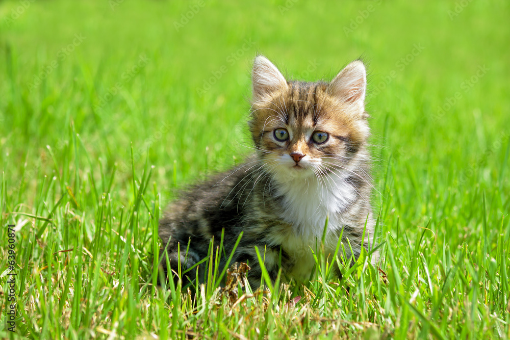 the fluffy kitten plays in a green grass