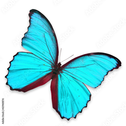 Blue butterfly © thawats