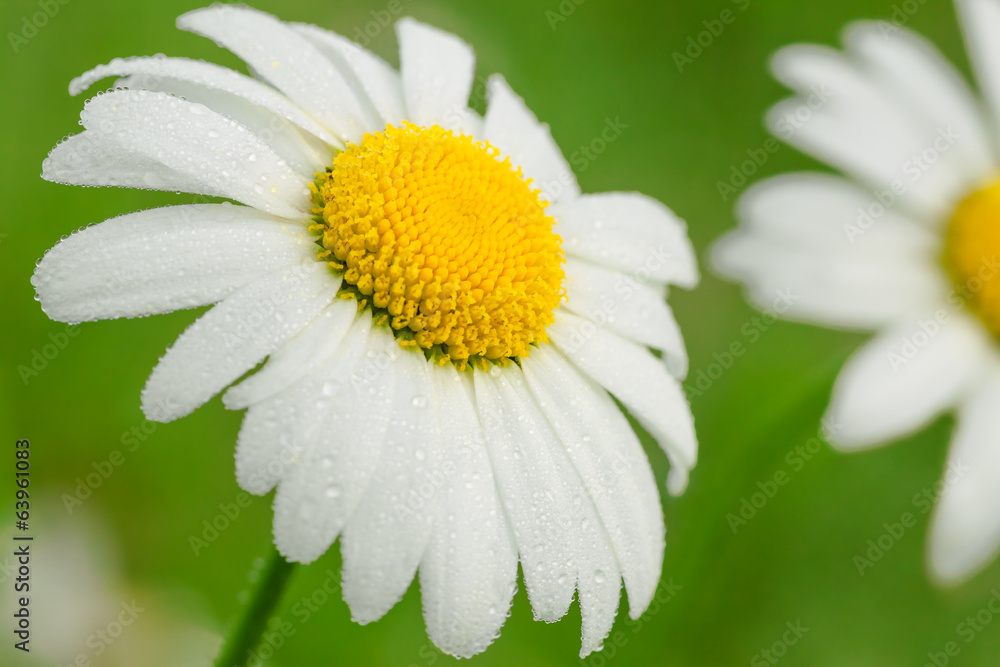 Obraz premium daisy on a meadow