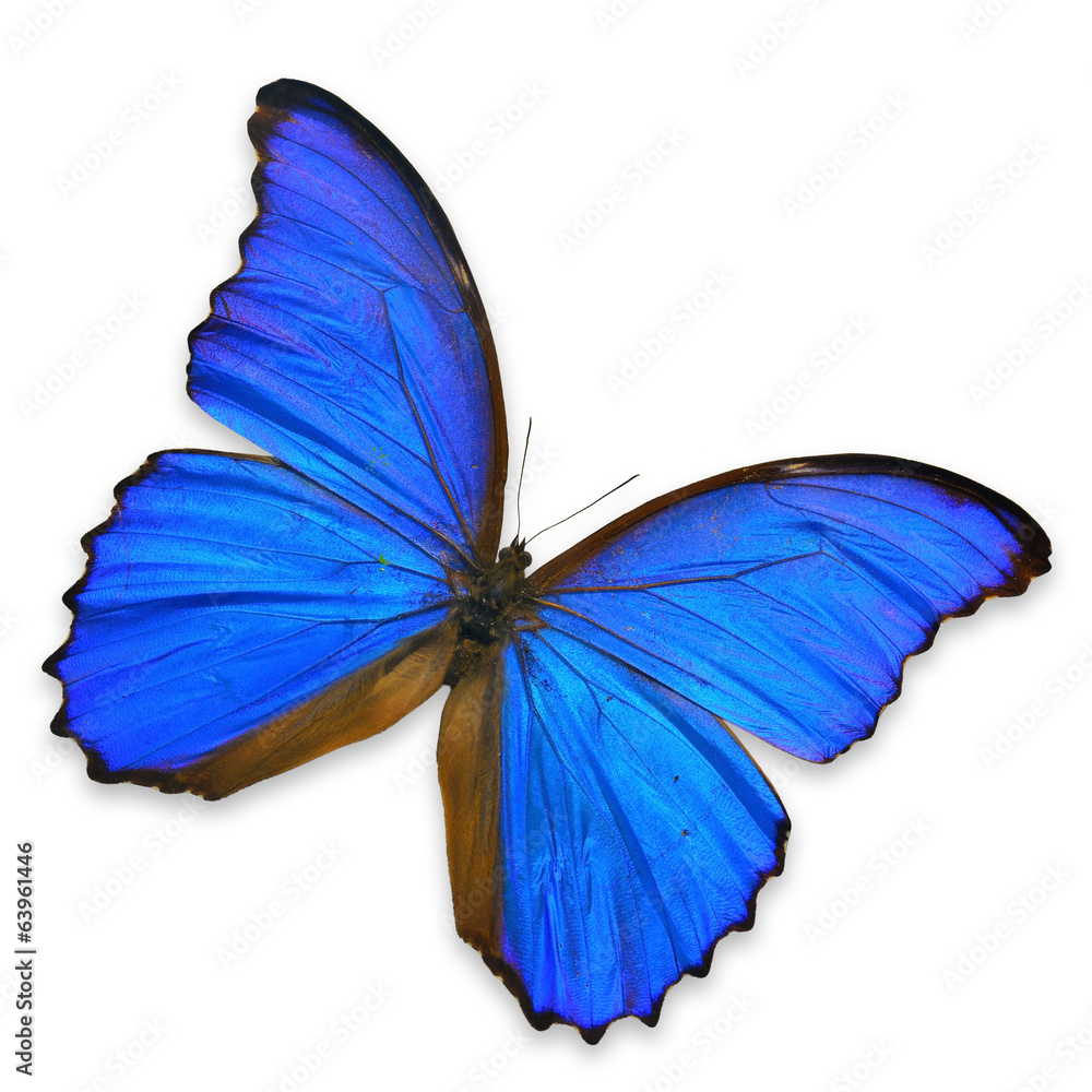 Naklejka premium Blue butterfly