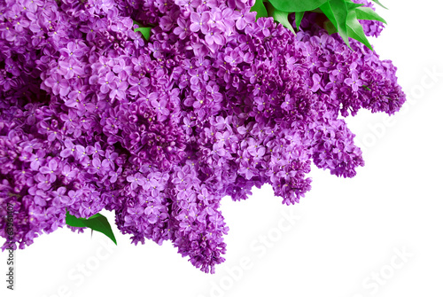 Syringa Lilac background
