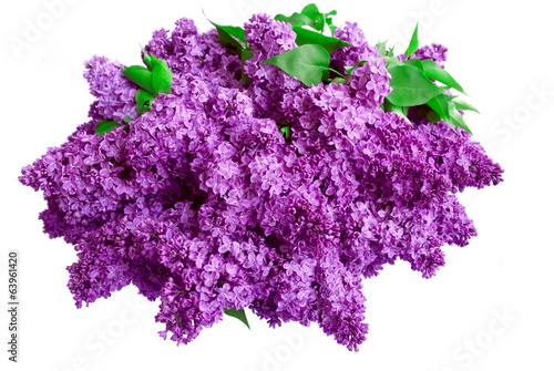 Syringa Lilac background